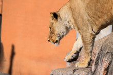Female Lioness Climbing Down Rocks