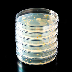 Sticker - Pile of petri dishes with bacterial colonies