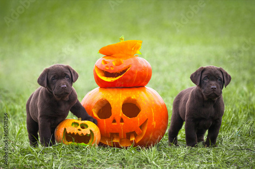Fotografía Labrador puppies stand next to a pumpkin, Halloween