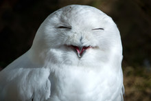 Smiling Owl