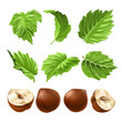 Vector realistic illustration of a hazelnut peeled whole, chopped into halves and green hazel leaves isolated on white. Print, template, design element for packaging