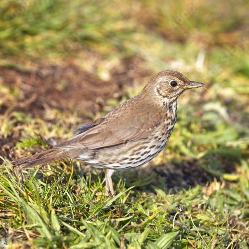 Fotografía Song Thrush (Turdus philomelos) in evening light, Carreg Dhu Gardens, St Mary's, Isles of Scilly, England, UK