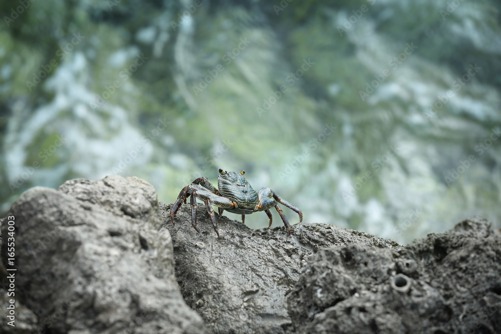Small crab on rock at sea resort