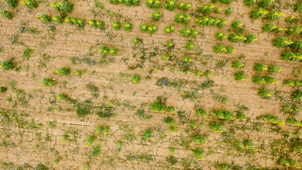 Canvas Print - Overhead aerial view of beautiful sunflowers field