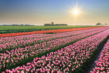 Fototapeta Tulipany - Beautiful colored tulip fields in the Netherlands in spring at sunset