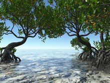 Red Mangroves On Florida Coast 3d Rendering