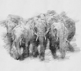 Canvas Print - Elephant. Sketch with pencil