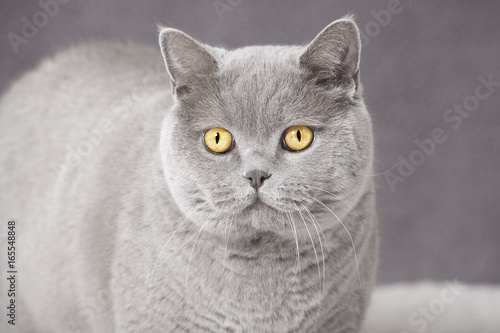 Britisch Kurzhaar Katze Kaufen Sie Dieses Foto Und Finden