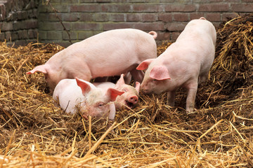 Wall Mural - Cute baby piglets (sus scrofa) in straw