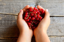 Small Child Holds A Red Currant Brush In His Hands. Ripe Red Currants. Summer Berries Background