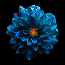 Surreal Dark Chrome Blue Flower Dahlia Macro Isolated On Black