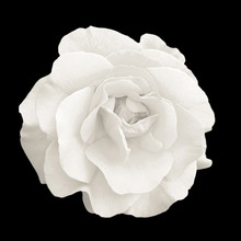 Tender White Rose Flower Macro Isolated On Black