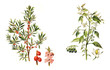 left Mezereon (Daphne Mezereum) and right European Black Nightshade (Solanum nigrum) - poisonous plants - vintage illustration 