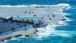 Rookery of fur seals on Valdes peninsula