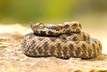 Young Viper Basking On Stone