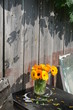 © Юлия Коченкова - Calendula