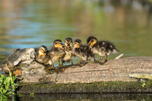  Mallard Ducklings (Anas Platyrhynchos) Family Lined Up On A Log In Golden Light