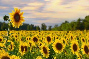 Canvas Print - Sunflower field at the sunset