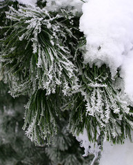 Wall Mural - nature in winter