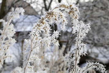 Wall Mural - nature in winter