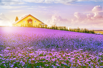 Wall Mural - landscape of beautiful grassy violet folwers over the hill with small house agaist vanila sky