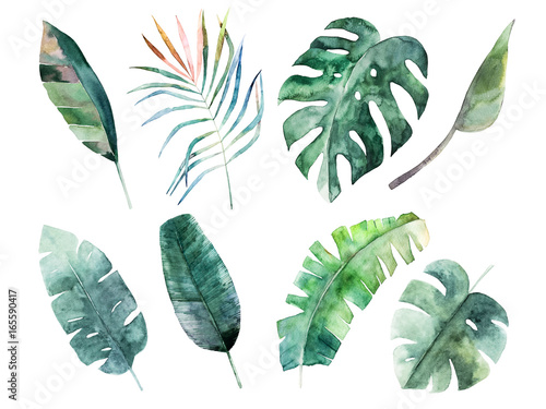 Obraz w ramie Zestaw różnych tropikalnych liści na białym tle