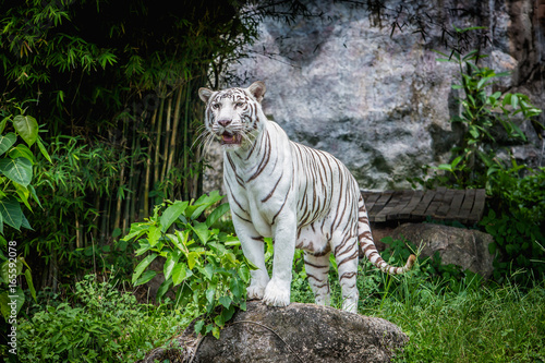 White tiger in green tropical forest jungle.White tiger standing in a ...