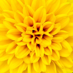 a macro shot of yellow flower petals