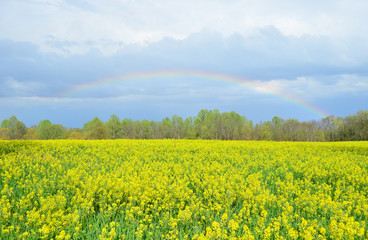 Wall Mural - Colorful rainbow over yellow canola field in Spring