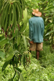 Fototapeta  - Malagasy farmer