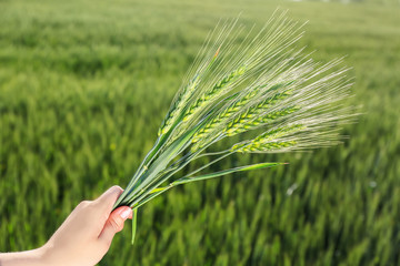 Sticker - Female hand holding bunch of spikelets in field