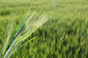 Poster - Bunch of spikelets in wheat field