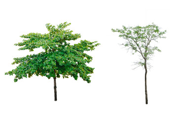 Tree isolated on white background with clipping path