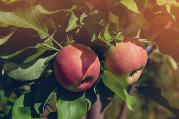 Two beautiful red Apple hanging on the branch of a tree on a Sunny fall day.