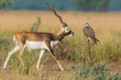 Two Residents laggar falcon and blackbuck from indian forest at tal chappar sanctuary, india