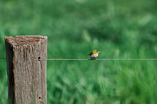 Honeyeater Bird Sitting On A Wire Fence Against A Green Paddock Background
