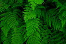 Abstract Tropical Green Fern In Suumer Forest.