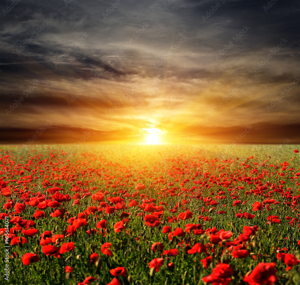 sunset over poppyes meadow - obrazy, fototapety, plakaty 