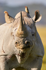 Beautiful black rhino portrait