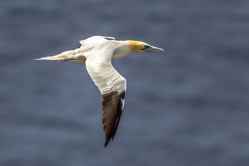 Wall Mural - Northern gannet in flight against marine background