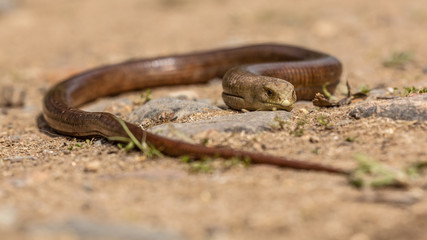 Poster - Sheltopusik basking in the sun