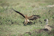 © Fabrizio Moglia - animal