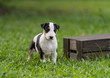 Tricolor puppy standing near wooden box