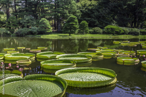 植物園の子供が乗れる大きな葉っぱオオオニバス パラグアイオニバス Stock Photo Adobe Stock 植物園の子供が乗れる大きな葉っぱオオオニバス パラグアイオニバス Stock Photo Adobe Stock