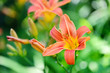 © nmelnychuk - Hemerocallis - Beautiful daylily flowers blossom in the garden