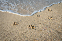Dog Footprints In Sand At Beach.