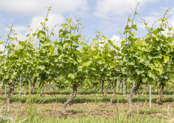 Poster - sunny grapevine plants