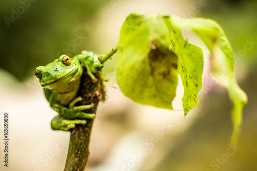 Zdjęcie XXL Zielona żaba