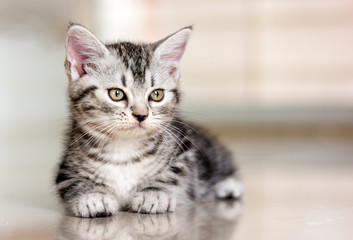 Canvas Print - Cute American shorthair cat kitten