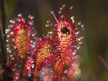 Spoonleaf Or Oblong-leaved Sundew (Drosera Intermedia) With Insect Prey. Backlit By Natural Light
